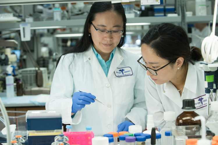 NYU College of Dentistry researchers and study authors Dr. Xin Li (left) and Dr. Yuqi Guo (right) work on a succinate preparation in the lab