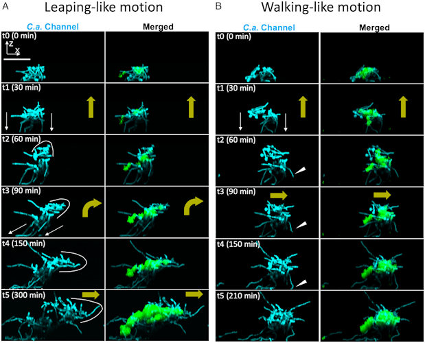 Assemblage mobility, bacterial hitchhiking, and spatial growth dynamics with a confocal image time series for growing interkingdom assemblages