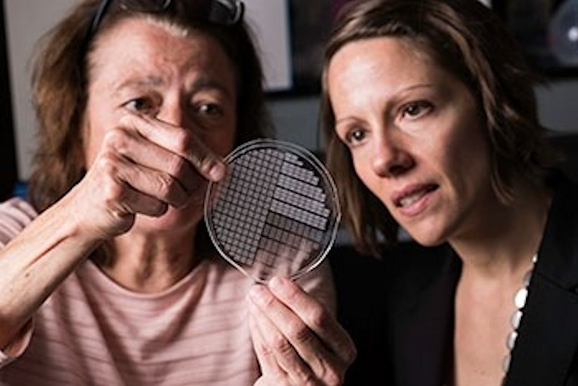 Lisa DeLouise, Danielle Benoit, and Catherine Ovitt developed a tissue chip with bubble-shaped wells that hold tiny salivary glandlike clusters to screen for drugs that protect the salivary glands from radiotherapy for head and neck cancer.